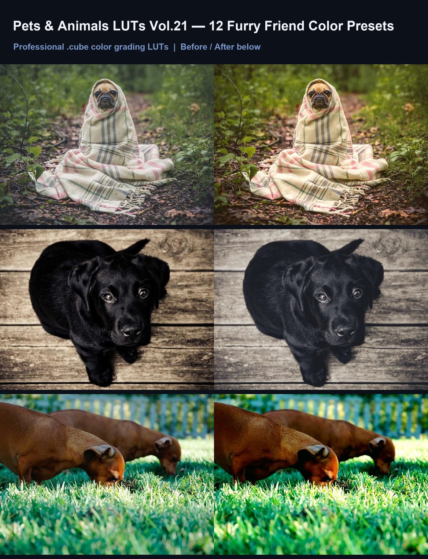 Pets & Animals LUTs Vol.21 — 12 Furry Friend Color Presets